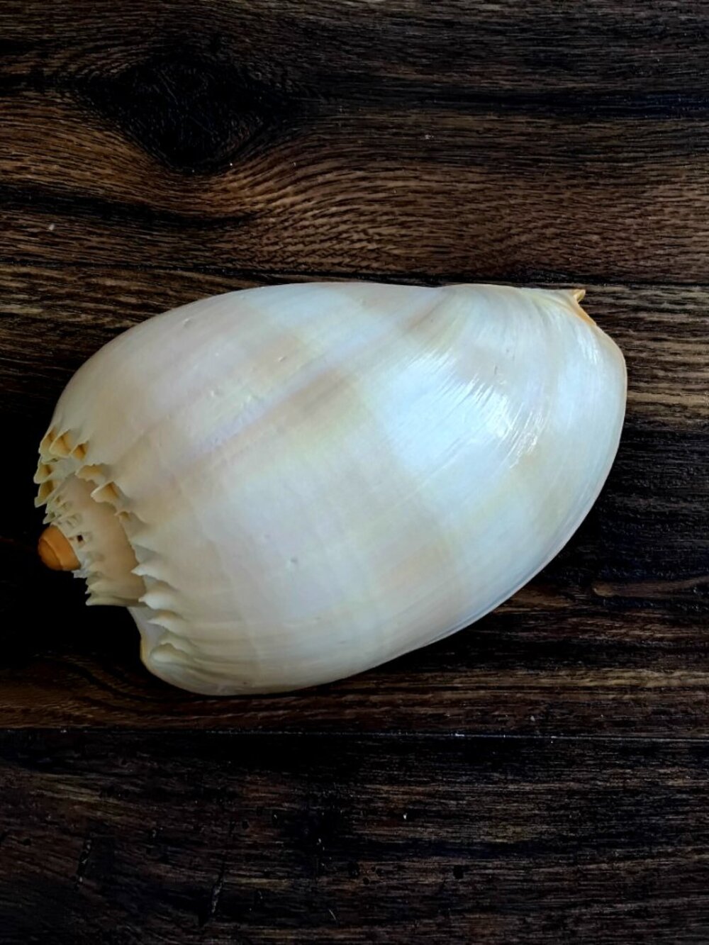 Large Crowned Baler Sea Shell ( Melo Genus ) 8" x 5" - Picture 3 of 6